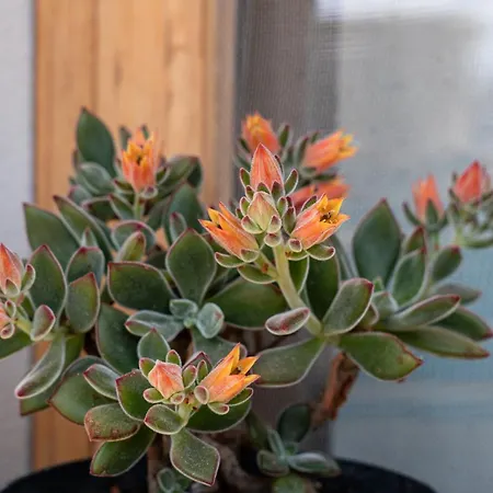 Casa Le Pavoncelle * Dorgali